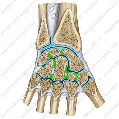 Intercarpal joints (artt. intercarpales)